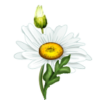daisy